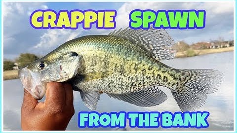 The BEST WAY to catch SPAWNING CRAPPIE from the BANK!