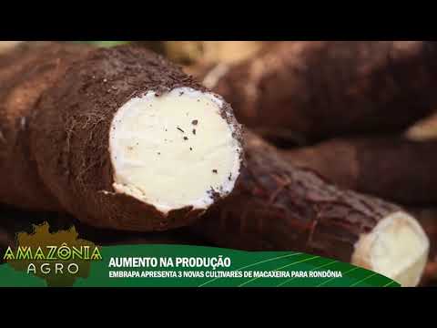 Amazônia Agro: Embrapa autoriza 3 cultivares de mandioca para o estado de Rondônia