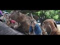 Peter Rabbit 2: Un birbante in fuga - Clip "Fidarsi è bene"  | Al Cinema