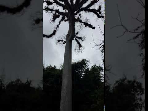 וִידֵאוֹ: Ceiba (עץ): תמונה, תיאור, היכן הוא גדל