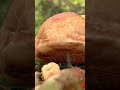 #tierfilm #natur #springbrötchen #sibirischesspringbrötchen