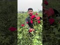 picking rose