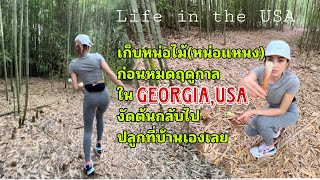 เก็บหน่อไม้ที่GA,USA ก่อนหมดฤดูกาล งัดหน่อกลับไปปลูกที่บ้านอีกแล้ว #คนไทยในอเมริกา #lifeinamerica