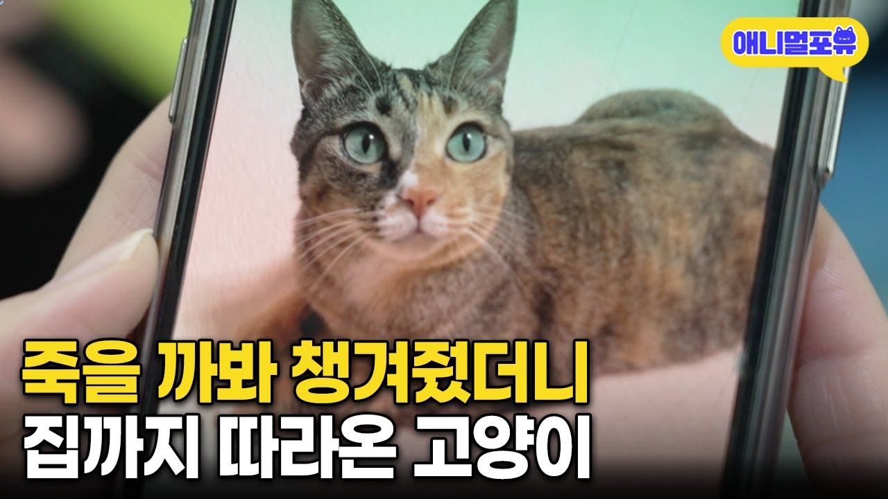 길거리에 버려진 고양이 챙겨 줬더니, 간택 당해 집사가 되버렸다 I KBS 라이브 오늘 250206 방송