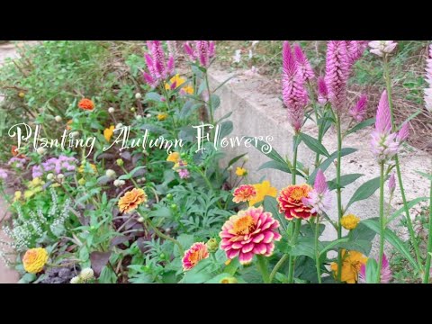 秋の花の植え付け ガーデニング ボサボサだったハーブの花壇を秋の花咲く花壇へ T S Garden Youtube