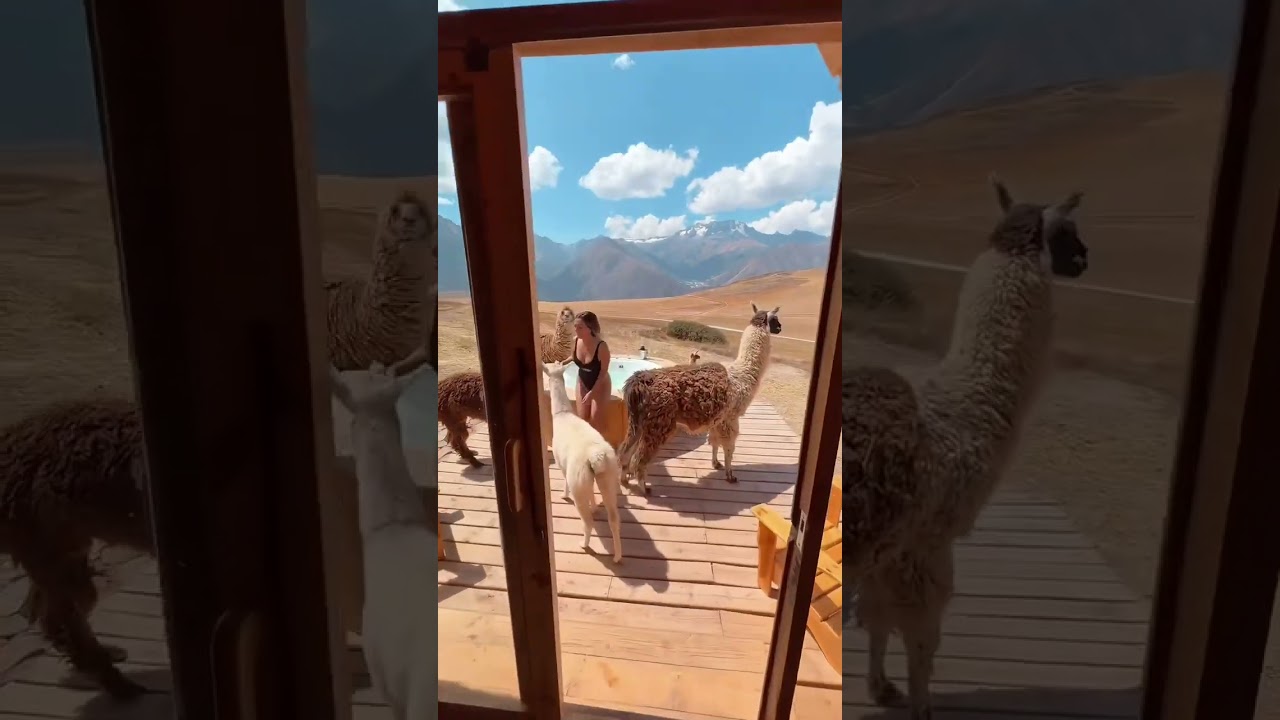 Ready to hang out with alpacas at a hot tub in the Peruvian Andes?🦙 