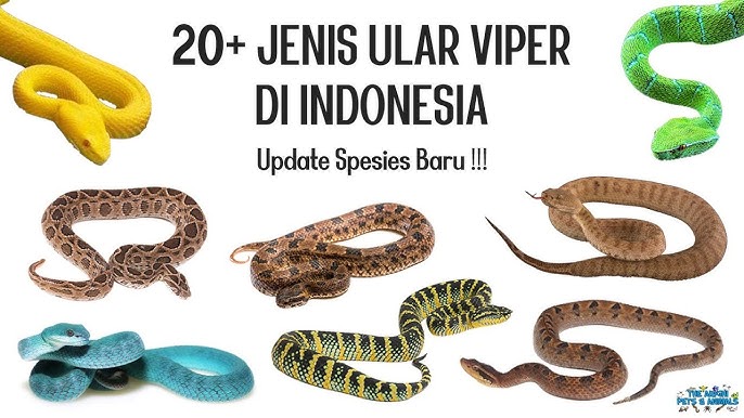 Chuvashiya komsomol jinsiy aloqa mamba Qrimdagi plyajdagi kokraklar