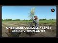 C'est une première en Bretagne : la creation d'une plantation d'oliviers.