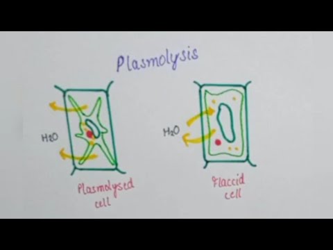 Plasmolysis #Plasmolysed,Flaccid and Turgid cells#Easy