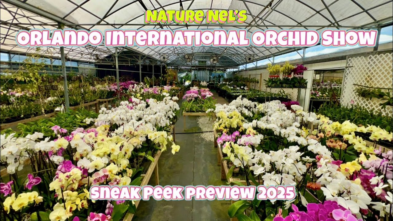 Sneak Peek at Orlando International Orchid Show 2025. Orchids in Bloom Spring orchid and Plant Sale.