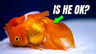 Do Fish Sleep? See the Reason Goldfish Sit at the Bottom!