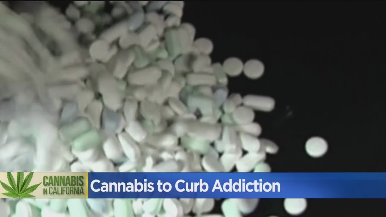 Solution To Opioid Epidemic May Come From Cannabis