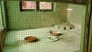 Java sparrow# finches#breeding#soft food nesting fresh water are available early 🌅 screenshot 4