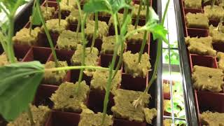 How To Clone Marijuana.