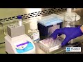 Cell harvesting from vitrogel hydrogel system  method 1  thewell bioscience