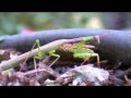 EL MANTIS JALAPANECO EL MANTIS JALAPANECO