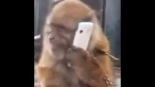 Video lucu anak sama monyet telepon😂🤣