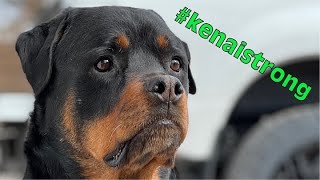 Rottweilers Unexpected Vet Trip