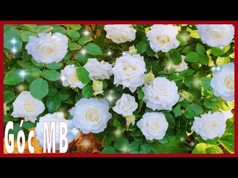 Video Cách Bón Phân Cho Cây Hoa Hồng Cho Nhiều Bông Đẹp Rực... - youtube