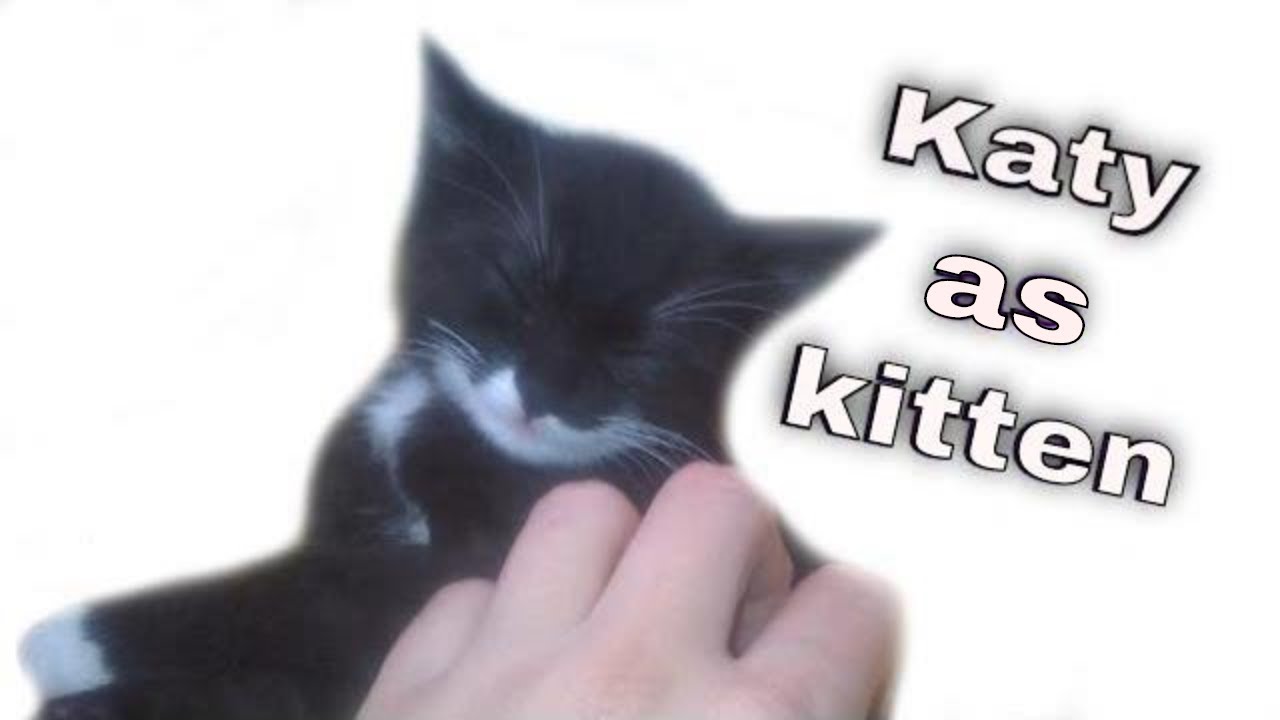 ♥ Katy as kitten , 2 months old ! Katy and Alaska