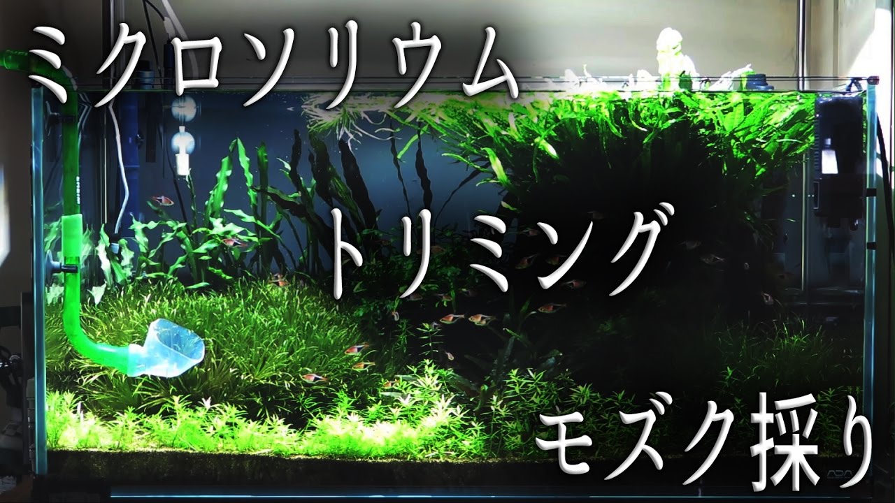 ミクロソリウムのトリミング Youtube