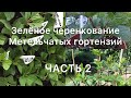 ЗЕЛЁНОЕ ЧЕРЕНКОВАНИЕ МЕТЕЛЬЧАТЫХ ГОРТЕНЗИЙ. ЧАСТЬ 2