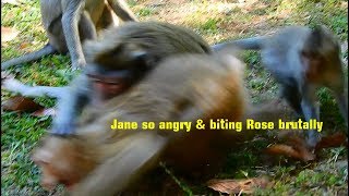 Very Pitiful U0026 Shocked Orphan Pigtail Monkey Rose Is Attacked U0026 Bit By Mom Jane Seriously