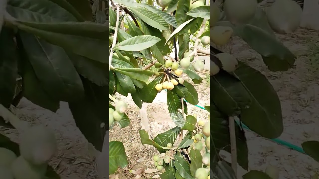 loqat fruit tree 