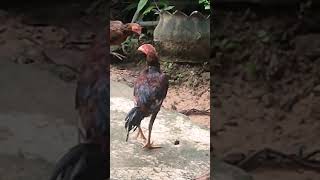 Salah Masuk Kawasan Jengking