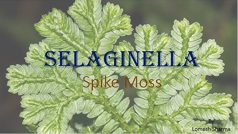 | Selaginella | external features and internal structures