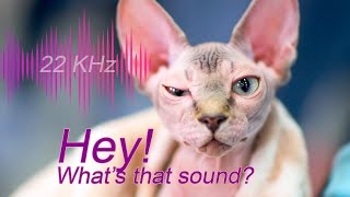 Only Cats Can Hear This!
