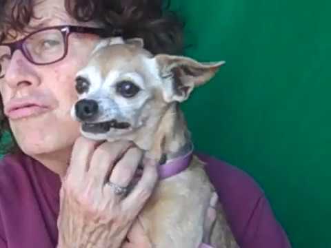 dog adoption mauritius A5079539 Toni | Chihuahua