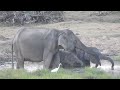 Wild Elephants Nature Footage #wildlife #animallife #viral #elephant #foryou #natural #travel #love 