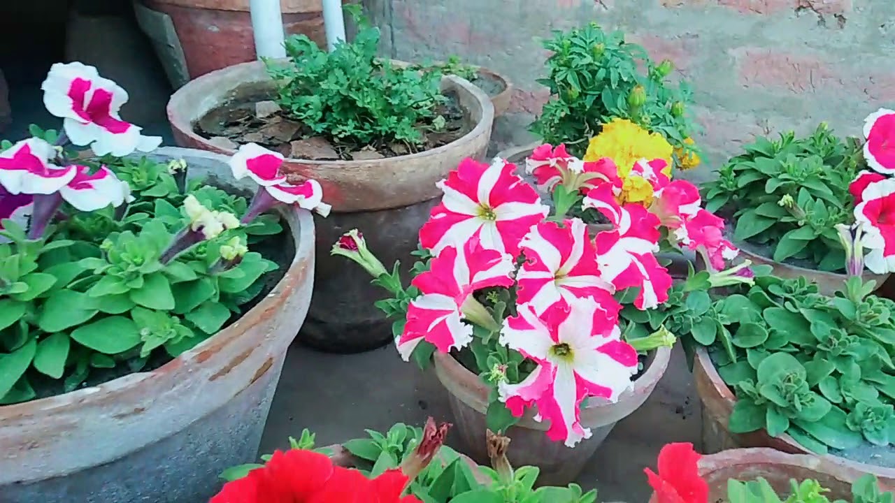 How to care winter plants 