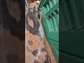 Si si florecitas yo paso aunque me moje la pata por mis ancestras gatunas👀😺🕊🕊