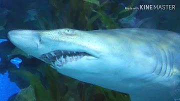 Pocophone F1 + Zhiyun Smooth 4 test