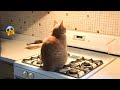 😂YOU LAUGH YOU LOSE! 😹Funny Moments Of Cats Videos Compilation - Funny Cats Life