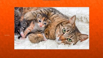 puzzle 863 mother cat