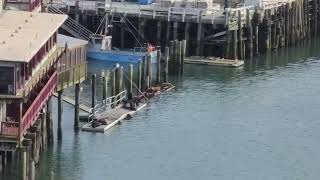Sea lions in Noyo Harbor by M Paiva 26 views 1 month ago 12 seconds
