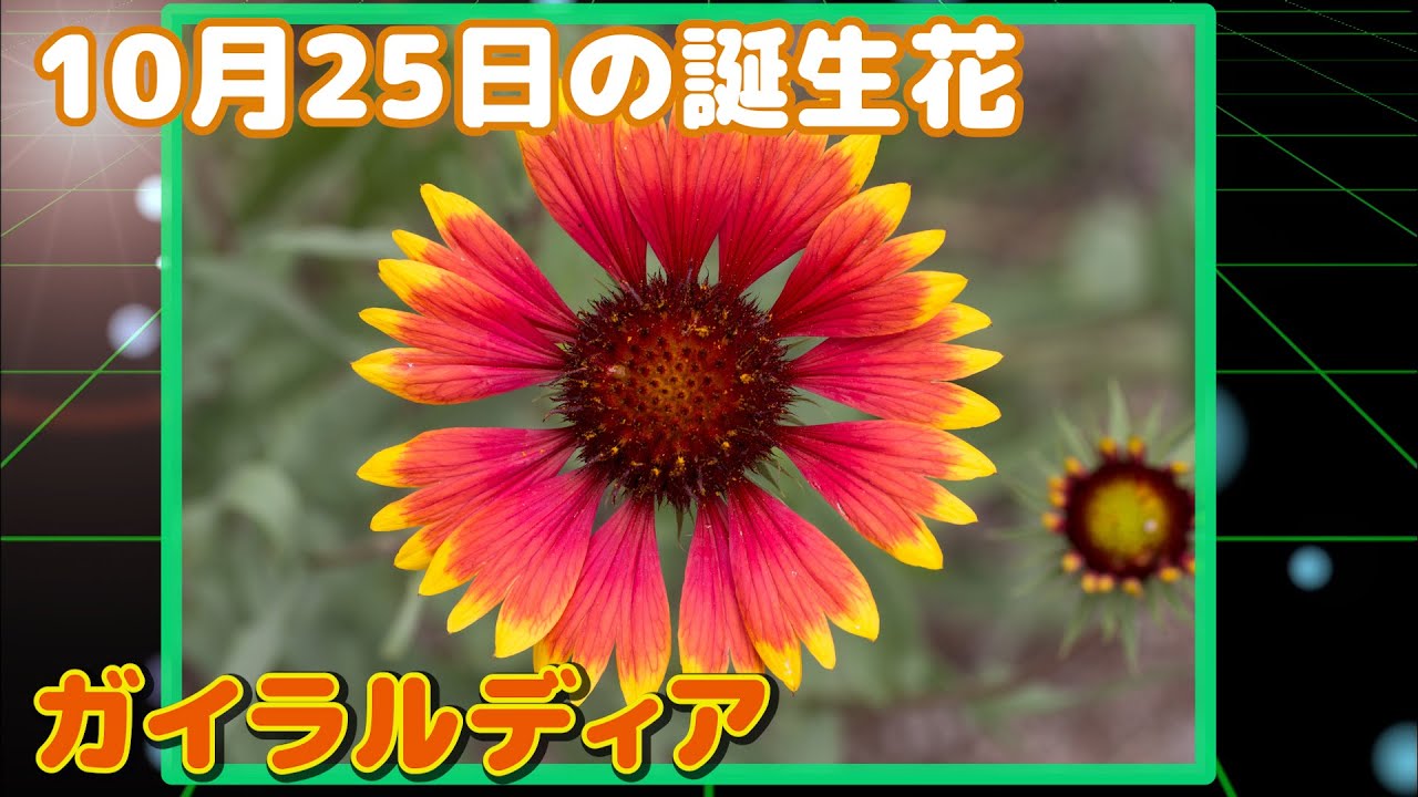 10月25日の誕生花 ガイラルディア どんな花 あなたに送る花言葉は Youtube