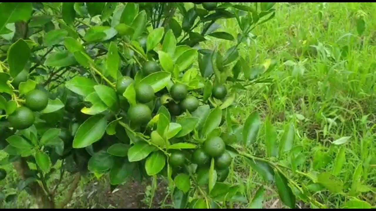 MODAL KECIL PETANI JERUK KASTURI DI HALMAHERA PANEN RATUSAN JUTA