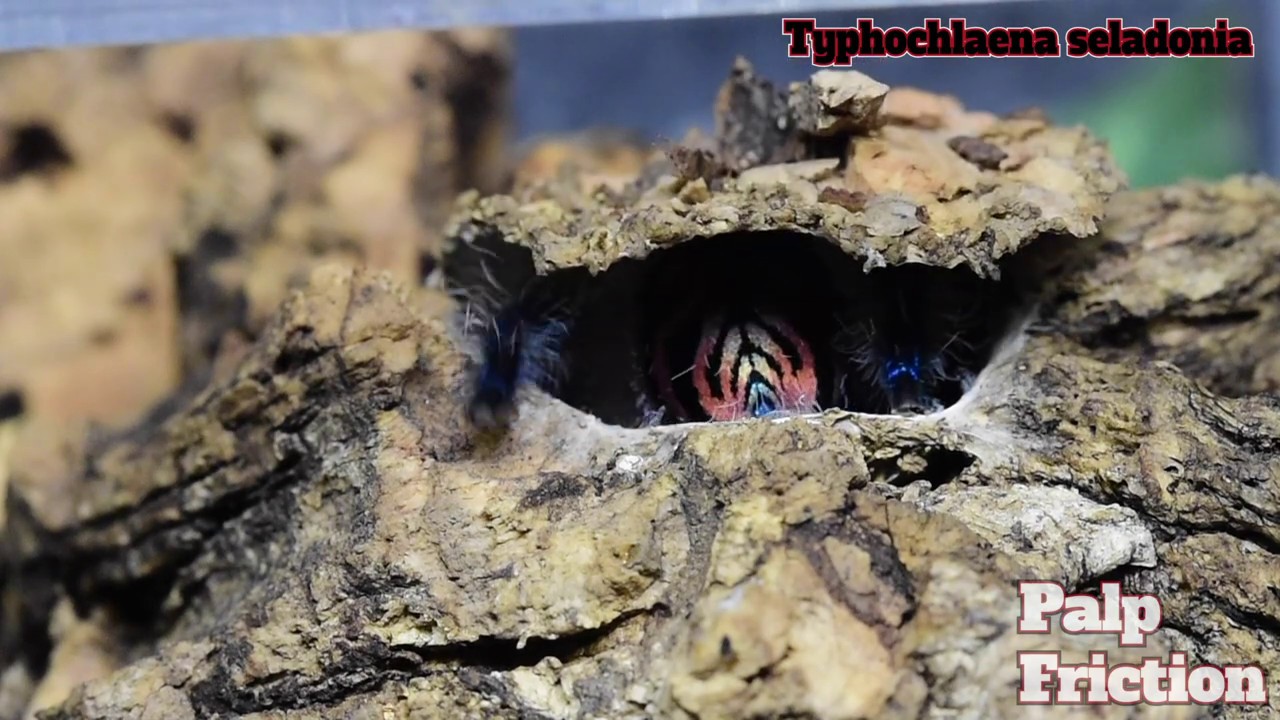 Typhochlaena seladonia Fatal Fangs Challenge entry 1