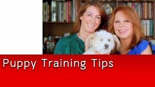 Andrea Arden's Puppy Training Tips