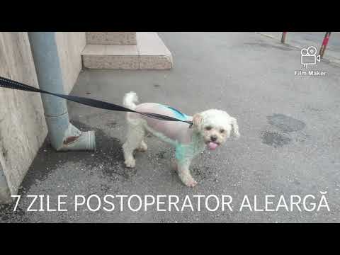 Video: Câine abuzat adoptat de ofițerul care la salvat