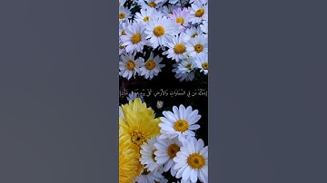 أيات من سورة الرحمن للقارئ إسلام صبحي