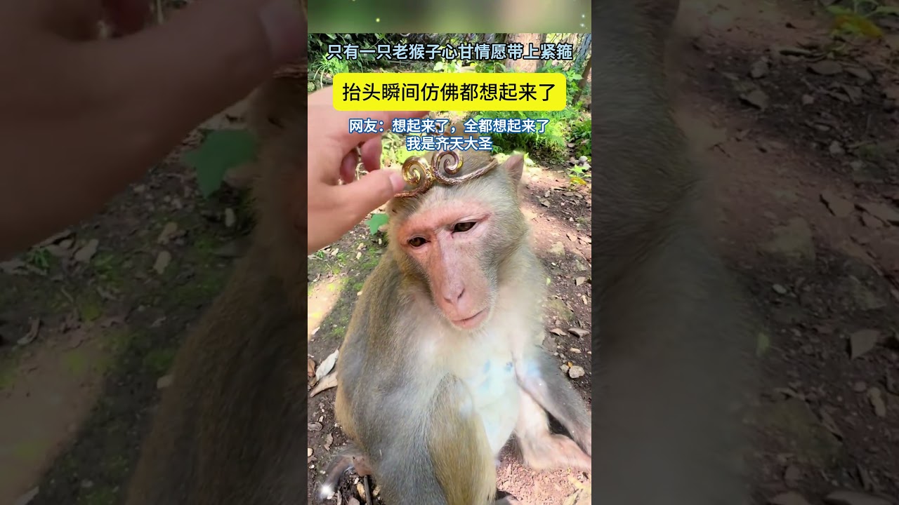 猴子心甘情愿带上紧箍咒，整体看起来像是想起来了曾经的往事 #搞笑 #大熱門 #automobile #正能量剧情 #foryou