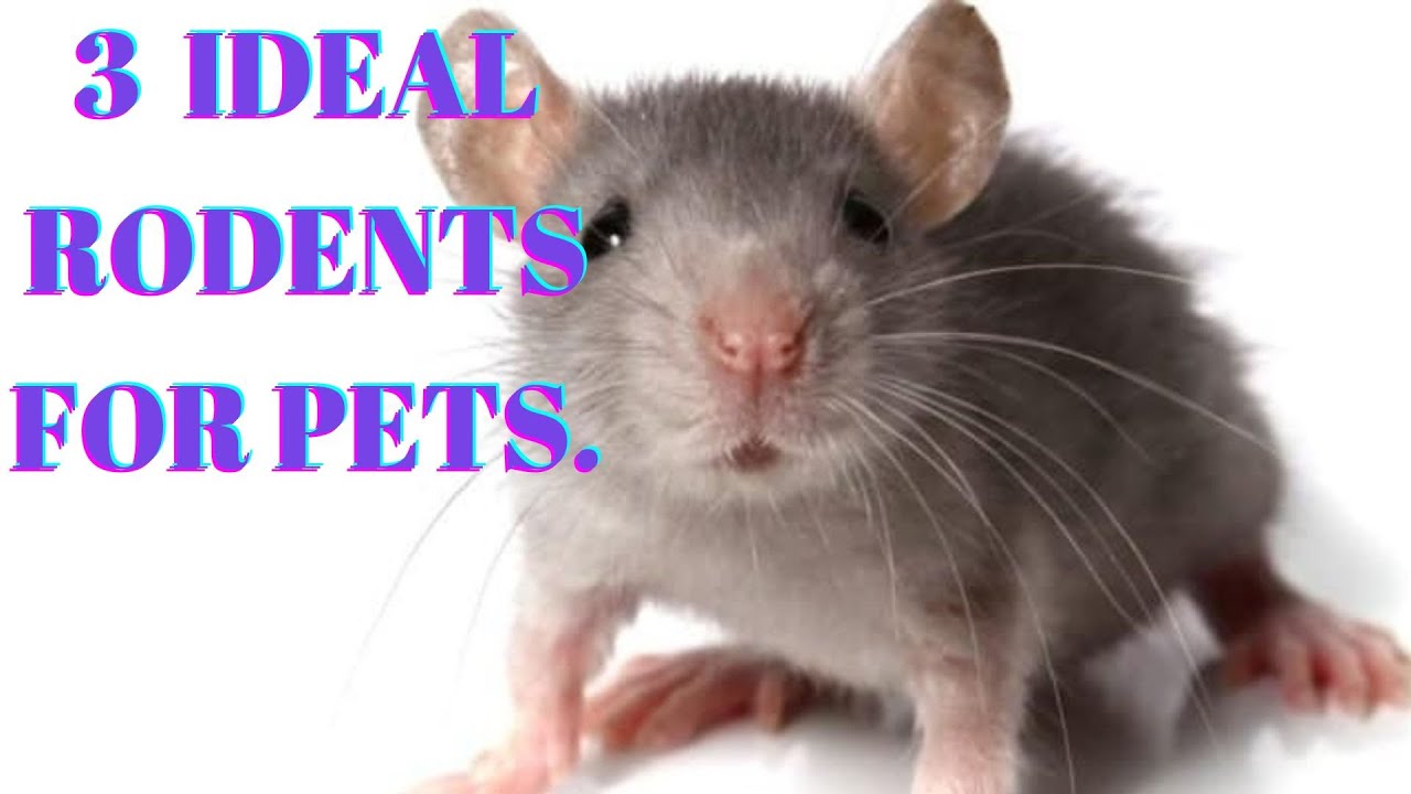 3 IDEAL RODENTS TO KEEP AS PETS. - YouTube
