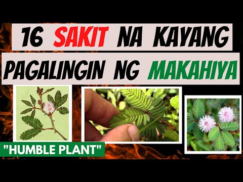 MAKAHIYA -  mga SAKIT na kayang pagalingin at Health BENEFITS | GAMOT, LUNAS |  Dahon, Ugat