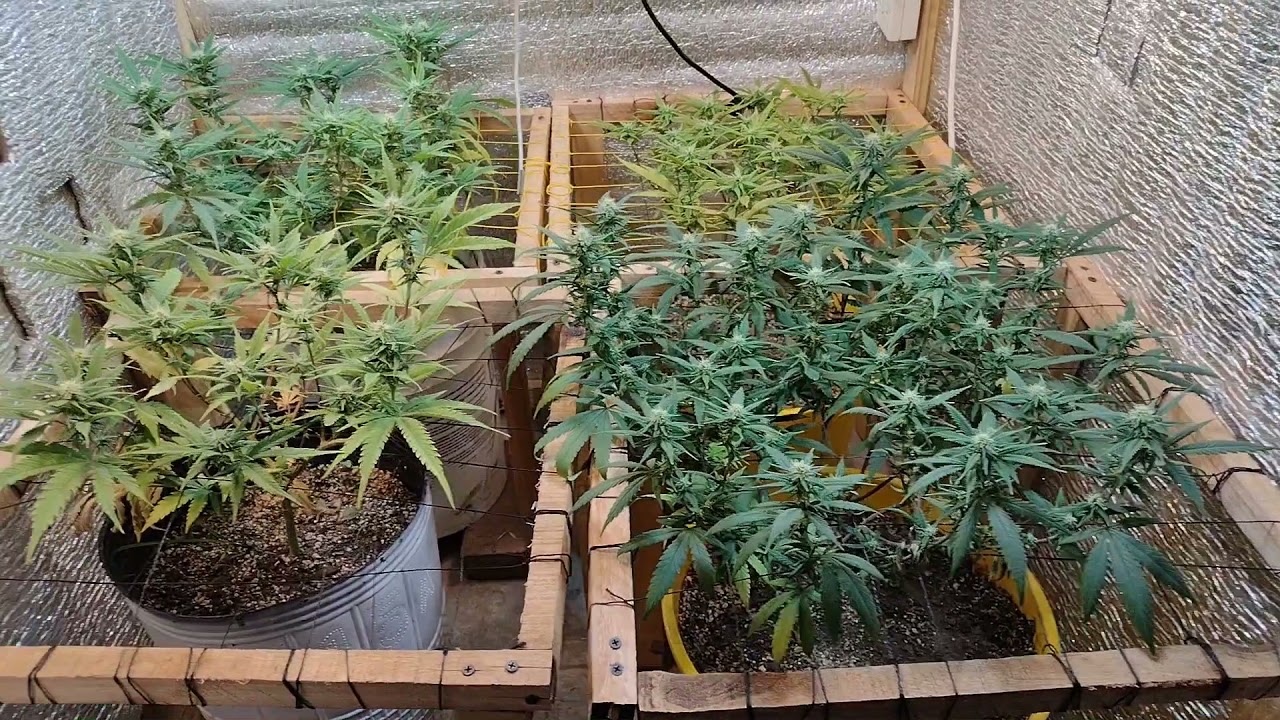 Seguimiento indoor | Flora día 22 (semana 4)