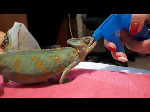Вопрос: Сколько хромосом у хамелеона?